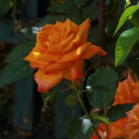 Оранжевая роза Флорибунда :: Валентин Семчишин Оранжевая роза Флорибунда :: Валентин Семчишин