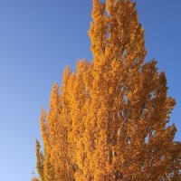 прекрасный октябрь :: Елена Шаламова прекрасный октябрь :: Елена Шаламова