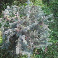 ёлочка :: Елена Шаламова