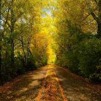 Новочебоксарск. Осенняя аллея улицы Промышленной. :: Пётр Чернега