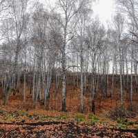 Лес остыл и листья сбросил! :: Елена Хайдукова ( Elena Fly )