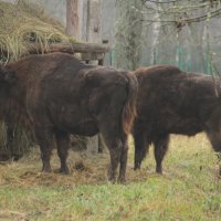 Зубры :: Сергей Лычагин Зубры :: Сергей Лычагин