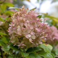 Гортензия метельчатая :: Светлана Ищенко