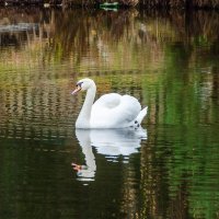 Лебедь :: Галина Ложечникова