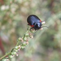 ** :: Зоя Мишина