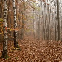 Туман в лесу. :: Lucy Schneider 