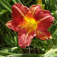 Лилейник :: Freddy 97