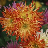 солнце ноября :: Всеволод 