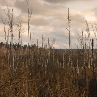 без названия :: fogmeadowww m