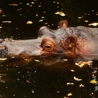 Я, как осенний лист.. :: Юрий. Шмаков