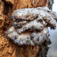 *** :: Анатолий. Chesnavik. *** :: Анатолий. Chesnavik.