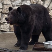 Медведь Гром :: <<< Наташа >>>