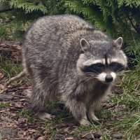 Енот :: <<< Наташа >>>