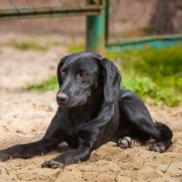 Лабрадор :: Alex Bush