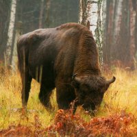 Зубр :: Сергей Лычагин Зубр :: Сергей Лычагин