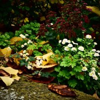 Осень 50 :: Алексей Кузнецов