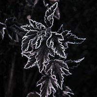 Первый заморозок :: евгений 