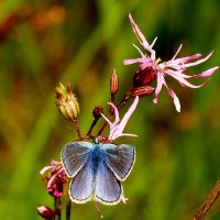 опять про бабочек...23 :: Александр Прокудин опять про бабочек...23 :: Александр Прокудин