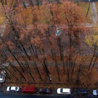 ..  я жду, когда деревья  дотянутся до моего окна..... :: galalog galalog