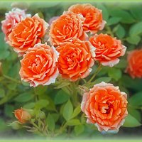 Розочки :: Натала ***