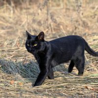Уголёк вышел на охоту ... :: Евгений Хвальчев