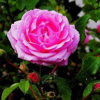 Они украшают нашу жизнь(серия) :: Владимир Манкер Они украшают нашу жизнь(серия) :: Владимир Манкер