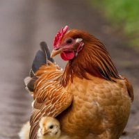 СЫНУЛЯ ! :) :: Валерий Кокорев