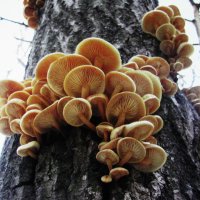 Ещё растут осенние опята :: Людмила Смородинская