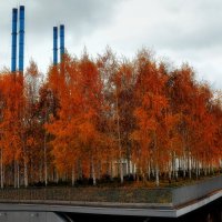 Парящая березовая роща :: Татьяна Помогалова