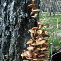 Корабкиваются вверх. :: nadyasilyuk Вознюк Корабкиваются вверх. :: nadyasilyuk Вознюк