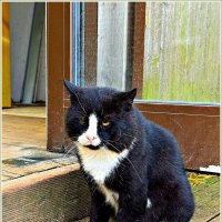 Житель Куршской косы. :: Валерия Комова