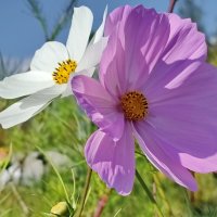 Космея. :: Валентина Богатко 