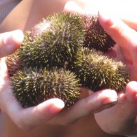 Морские ёжики :: ИРЭН@ .