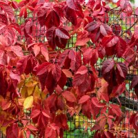 Девичий виноград :: Игорь Сикорский