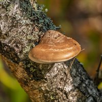 Граб трутовик :: Игорь Сикорский Граб трутовик :: Игорь Сикорский