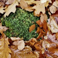 мховая подушечка. :: Lucy Schneider мховая подушечка. :: Lucy Schneider