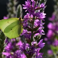 Летнее. :: Татьяна Глинская