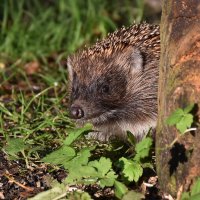 Любопытный. :: Татьяна Глинская