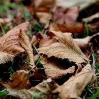 Листва. :: Екатерина Леш