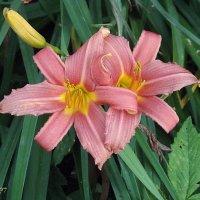 Лилейники :: Freddy 97