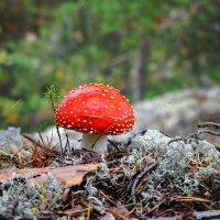 Ядовитый  красавчик :: Нэлли Обертынская