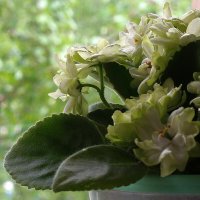 Сенполия :: Нэлли Обертынская