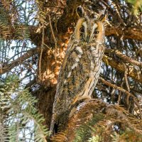 Сова ушастая. :: Nik Lovec