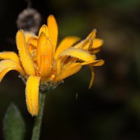 ноготок..... :: Ольга Cоломатина