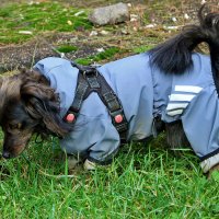 Иду по следу... :: Светлана Иду по следу... :: Светлана