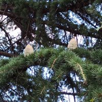 Крымская сосна :: Галина 