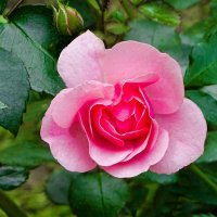 О цветах минувшего лета. :: Милешкин Владимир Алексеевич 