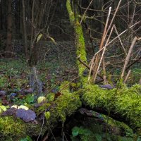 ***** :: юрий поляков