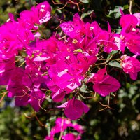 Бугенвиллия розовая :: Светлана SvetNika17