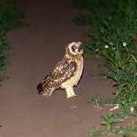 Встреча :: Владимир Иванович